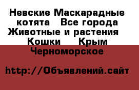 Невские Маскарадные котята - Все города Животные и растения » Кошки   . Крым,Черноморское